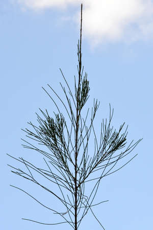 pine tree plantの写真素材