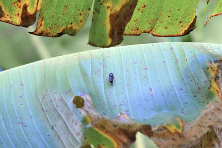 Insect on the leafの写真素材