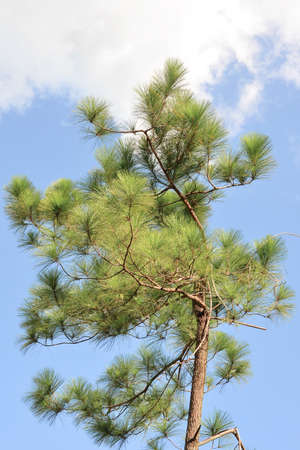 pine tree plant