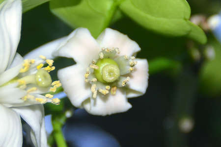 citrus flowers plantの写真素材