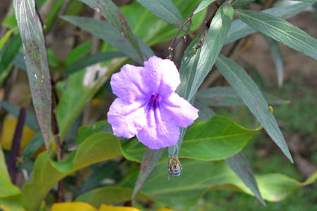 plant purple flowersの写真素材