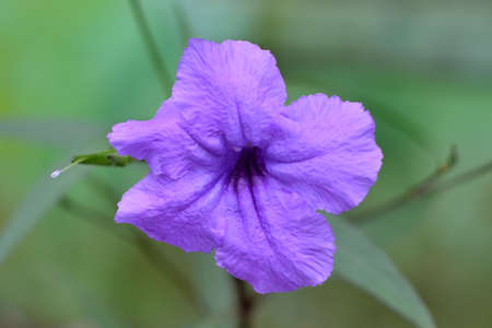 plant purple flowersの写真素材