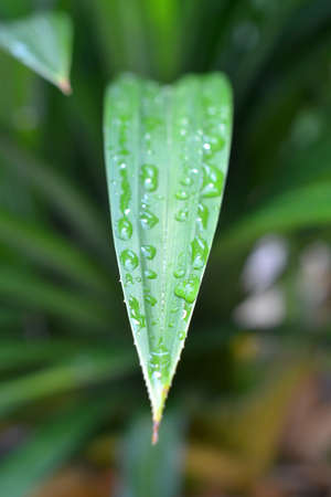 dew on the leavesの写真素材