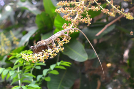 chameleons eat butterfliesの写真素材