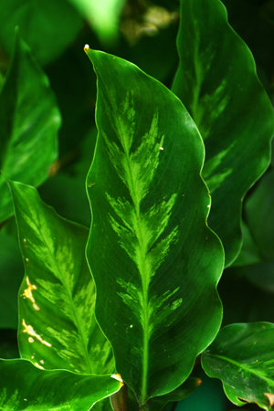 Green leafの写真素材