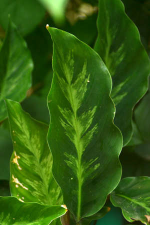 Green leafの写真素材