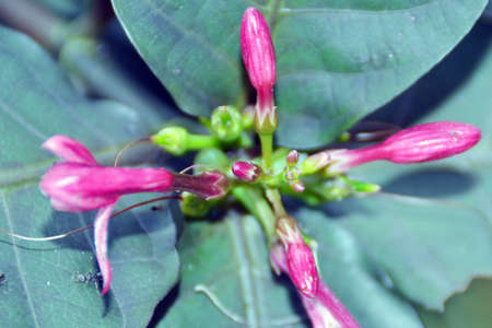 Plant flower