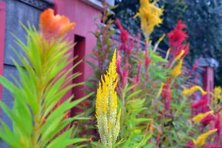 Plant flower
