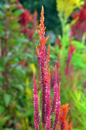 Flowering plant
