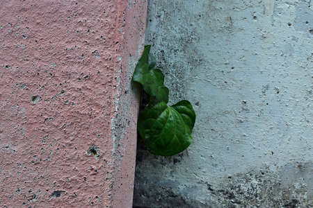 plant leafの写真素材