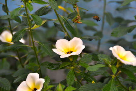 white flowers and insects on a blur backgroundの写真素材