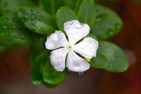 rainwater on flower plantsの写真素材