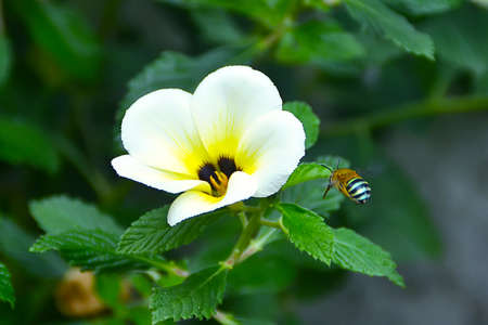 white flower plant with blur backgroundの写真素材