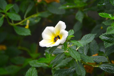 white flowers and insects on a blur backgroundの写真素材