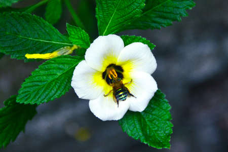 white flower plant with blur backgroundの写真素材