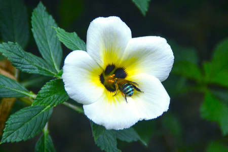 white flowers and insects on a blur backgroundの写真素材