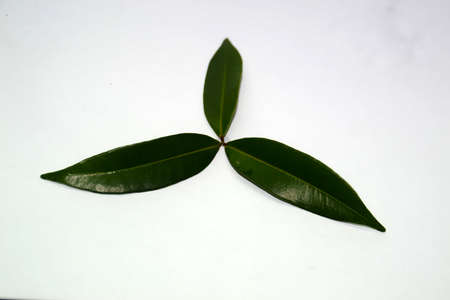 plant leavesの写真素材