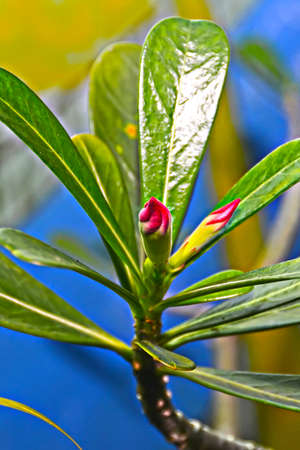 Flowering olabtの写真素材