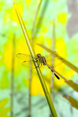 Dragonfly on leafの写真素材