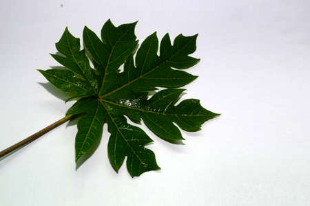 plant leavesの写真素材