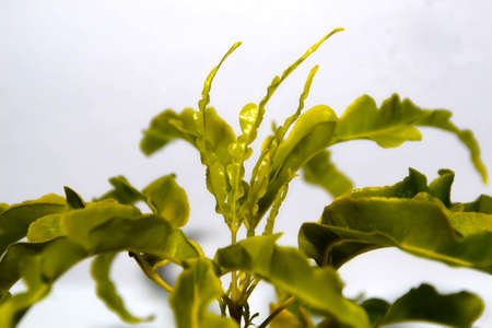 Flowering olabtの写真素材
