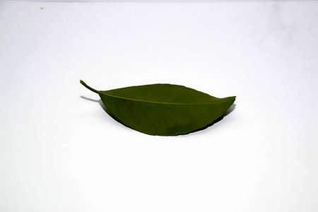 plant leavesの写真素材