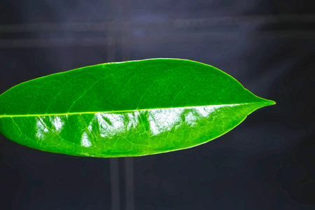 plant leaves