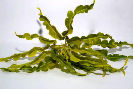 plant leavesの写真素材