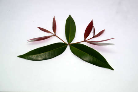 plant leavesの写真素材