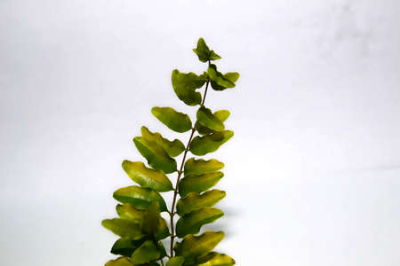 plant leavesの写真素材