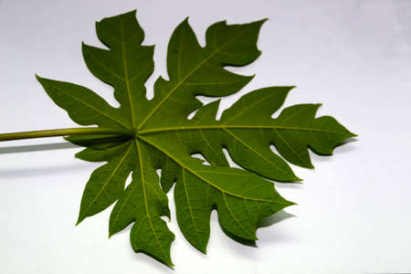 plant leavesの写真素材
