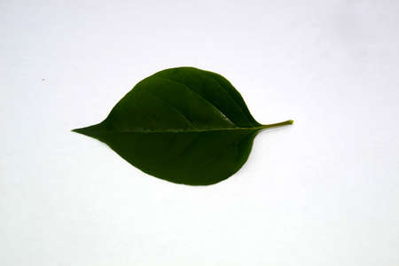 plant leaves