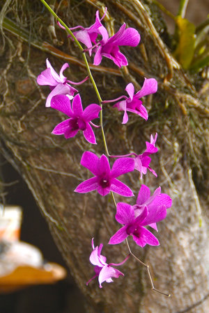 Purple orchid plantの写真素材