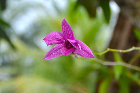 Purple orchid plantの写真素材