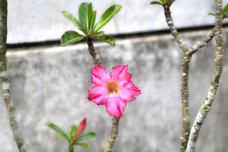 Pink frangipani flower plantの写真素材