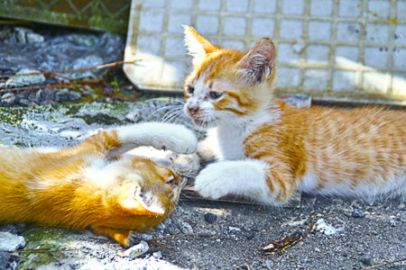 Two kittens playing outsideの写真素材