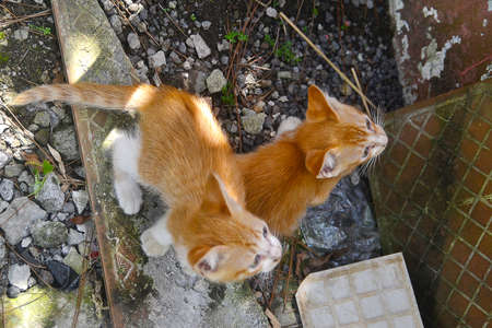 Two kittens playing outsideの写真素材