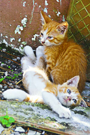 Two kittens playing outsideの写真素材