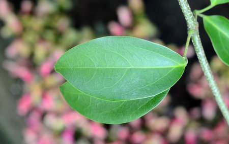 Plant leaves and their texture.Blur background