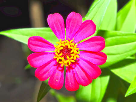Pink zinnia flower plant on blurred backgroundの写真素材