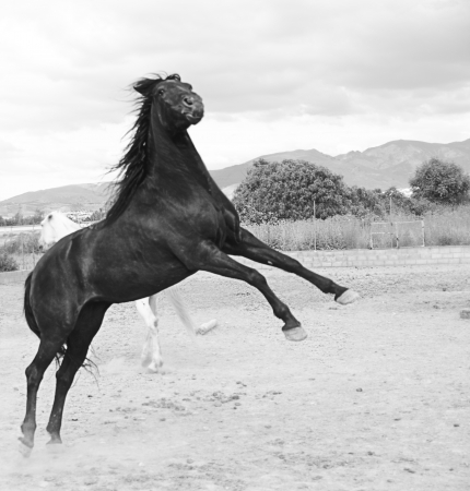 black horse jumpingの写真素材