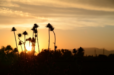 beautiful sunset with plantsの写真素材
