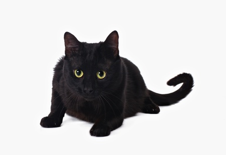 black cat isolated on white background