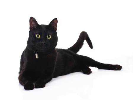 cute black cat lying isolated on white backgroundの写真素材