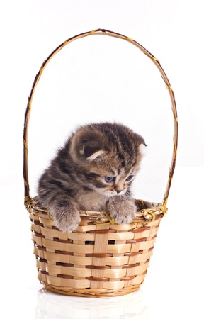 little kitten in the basket isolated on whiteの写真素材