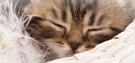 Closeup portrait of sleeping adorable kittenの写真素材
