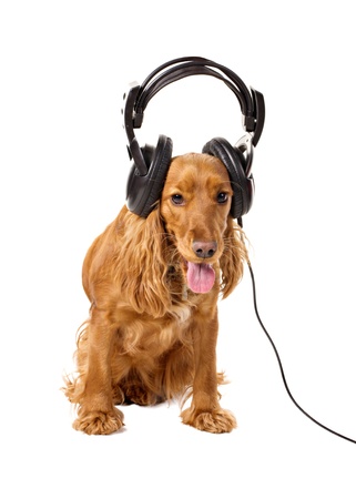 cocker spaniel in headphones isolated on whiteの写真素材