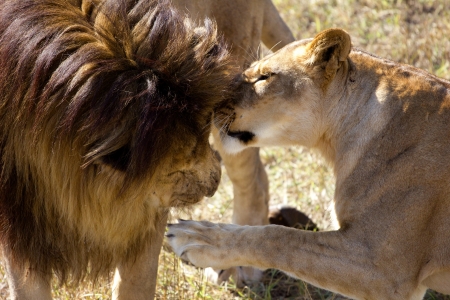 male and female lions muzzling each otherの写真素材
