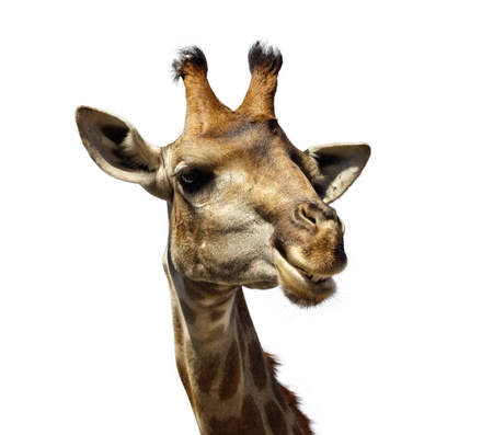 closeup portrait of a smiling giraffe isolated on whiteの写真素材