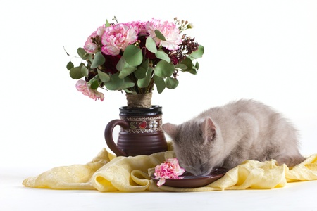 composition of a gray kitten, and bunch of flowers on silk isolated on whiteの写真素材